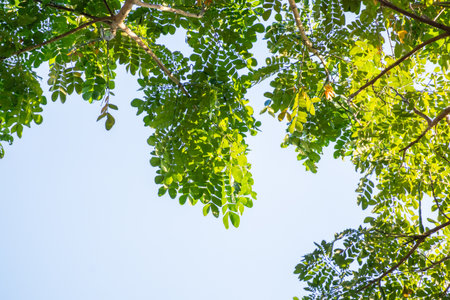 Natural green tree leaves on tree branch background
