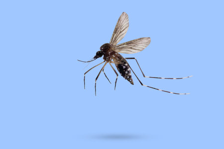 Flying mosquito isolated on blue backgroundの写真素材