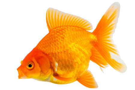Oranda goldfish isolated on white background close upの写真素材