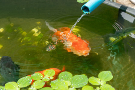 Goldfish in aquarium fish pond close upの写真素材