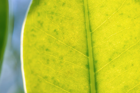 Natural plant green leaf in garden with bokeh background