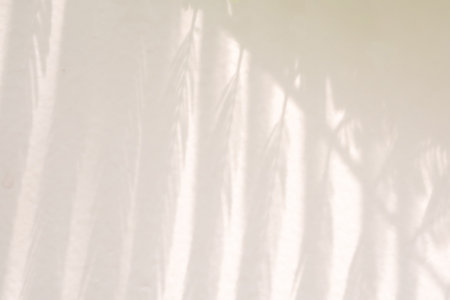 Abstract natural tree leaves shadow on white wall backgroundの写真素材