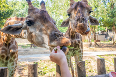Feeding giraffe safari animal in the zooの写真素材