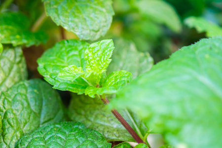 Fresh green peppermint plant in the garden