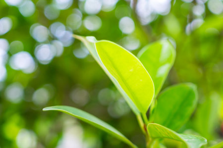 Natural plant green leaf in garden with bokeh background