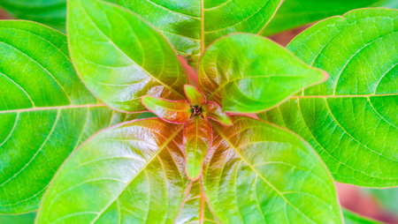 Natural plant green leaf in garden with bokeh background