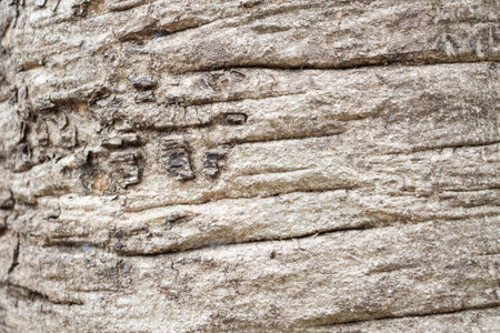 Old tree bark texture background close upの写真素材