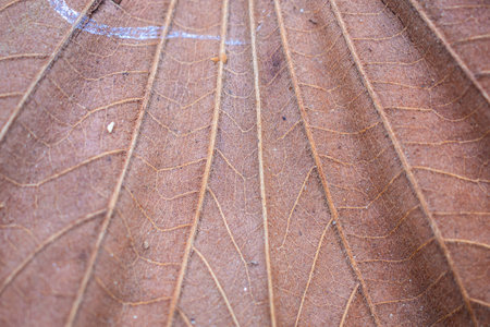 dry brown tree leaves texture close up backgroundの写真素材
