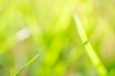 green grass leaf in garden with blur backgroundの写真素材