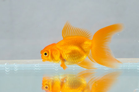 Oranda goldfish in aquarium fish tank close upの写真素材