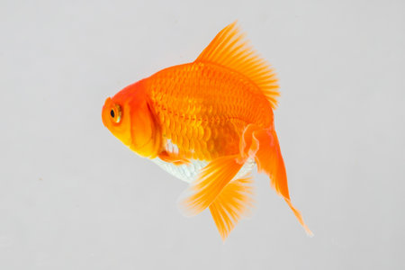Oranda goldfish in aquarium fish tank close upの写真素材
