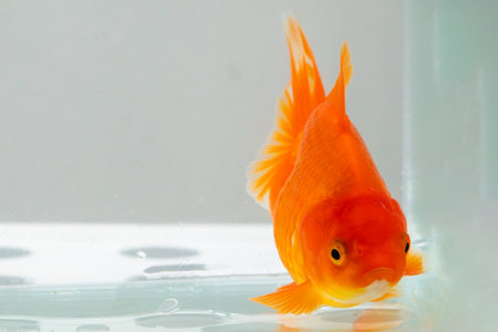 Oranda goldfish in aquarium fish tank close upの写真素材