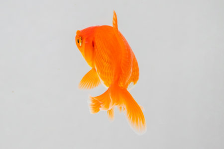 Oranda goldfish in aquarium fish tank close upの写真素材