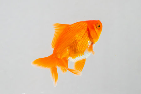Oranda goldfish in aquarium fish tank close upの写真素材