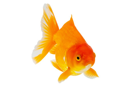 Oranda goldfish isolated on white background close upの写真素材