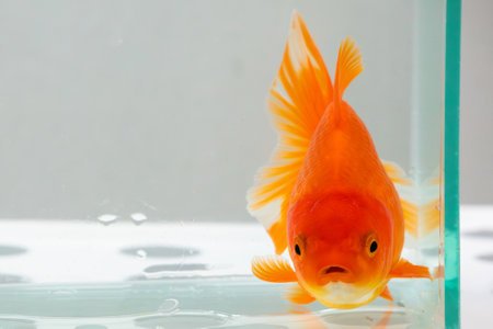 Oranda goldfish in aquarium fish tank close upの写真素材