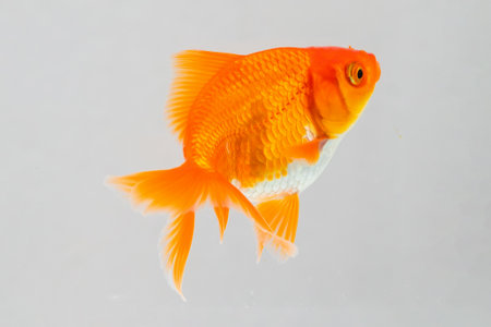 Oranda goldfish in aquarium fish tank close upの写真素材