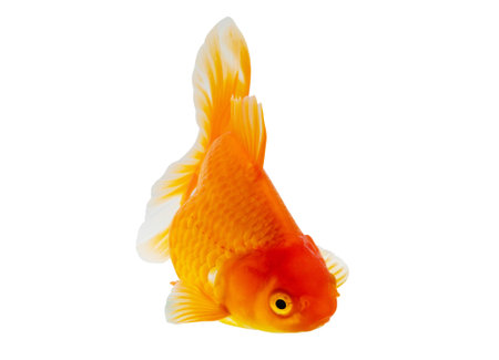 Oranda goldfish isolated on white background close upの写真素材