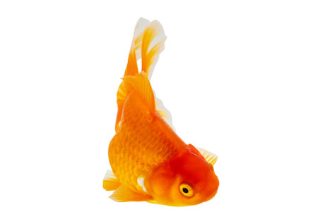 Oranda goldfish isolated on white background close upの写真素材