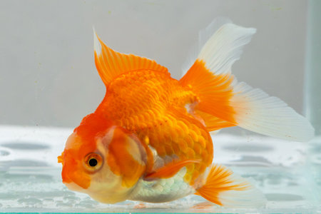 Oranda goldfish in aquarium fish tank close upの写真素材