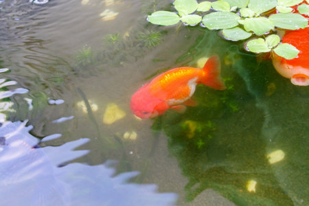 Goldfish in aquarium fish pond close upの写真素材