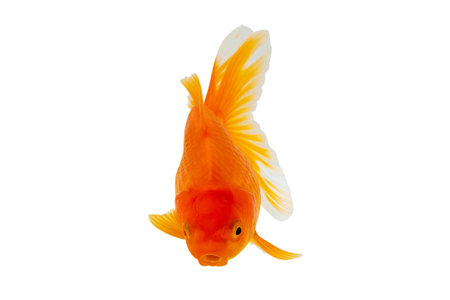 Oranda goldfish isolated on white background close upの写真素材
