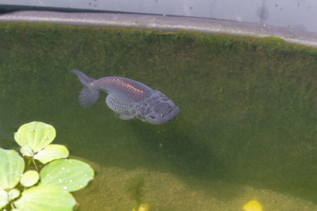 Goldfish in aquarium fish pond close upの写真素材