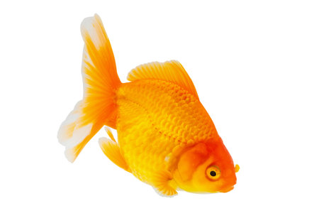 Oranda goldfish isolated on white background close upの写真素材