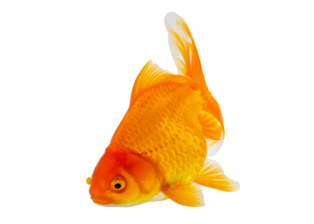 Oranda goldfish isolated on white background close upの写真素材