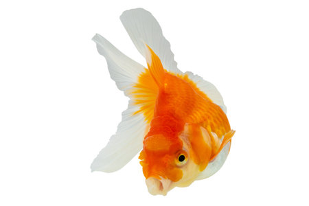Oranda goldfish isolated on white background close upの写真素材