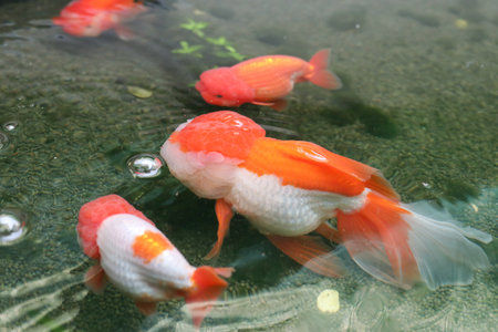 Goldfish swimming in aquarium fish pond close upの写真素材