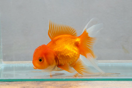 Oranda goldfish in aquarium fish tank close upの写真素材