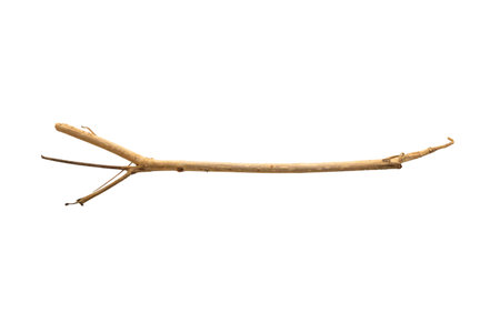 Dry tree branches isolated on white backgroundの写真素材