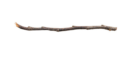 Dry tree branches isolated on white backgroundの写真素材