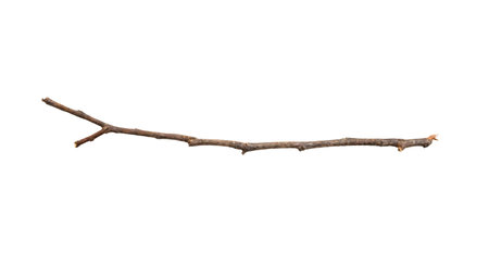 Dry tree branches isolated on white backgroundの写真素材