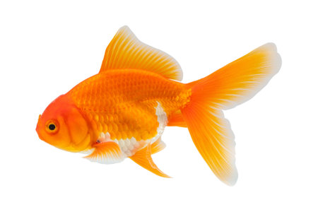 Oranda goldfish isolated on white background close upの写真素材