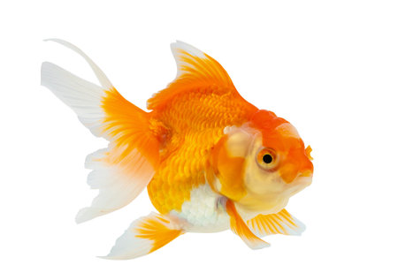 Oranda goldfish isolated on white background close upの写真素材