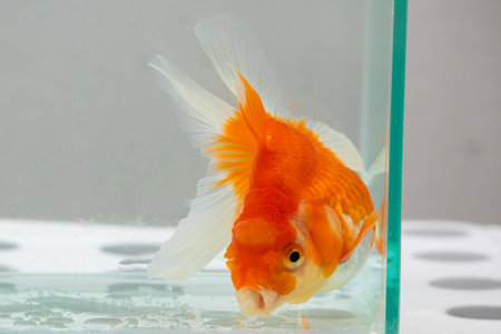 Oranda goldfish in aquarium fish tank close upの写真素材