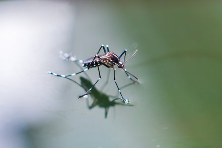 Aedes aegypti mosquitoes on water surface