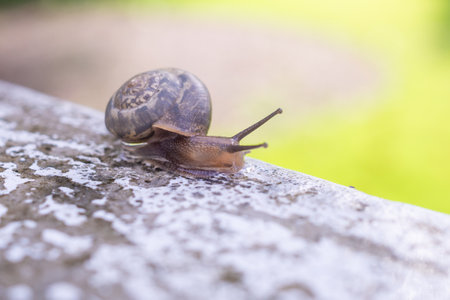 little helix snail on concrete wall close upの写真素材