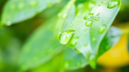 rain water drop on green leaf closeup natural backgroundの写真素材