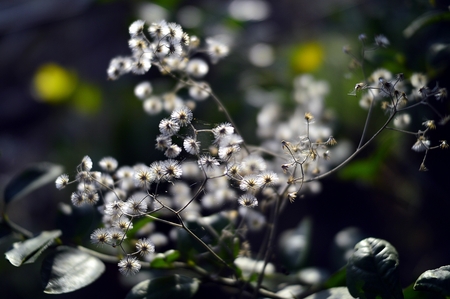 dry flower sideline leaveの写真素材