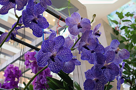 Purple Orchid