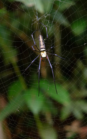 Spider on spider webの写真素材
