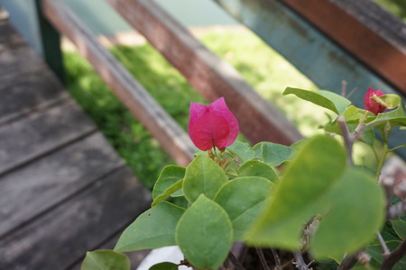 Little flowerの写真素材