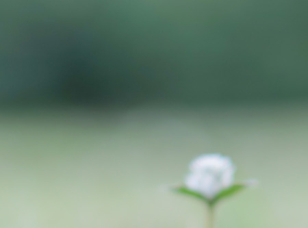 blurred nature backgroundの写真素材