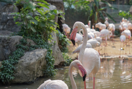 group of flamingo in the zoo,Chiang Mai,Thailandの写真素材