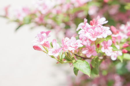 pink flowers in the garden with sunlight,Softness flowersの写真素材