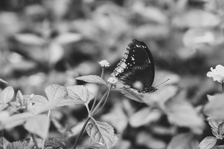 Butterfly on flower in the garden (black and white)の写真素材
