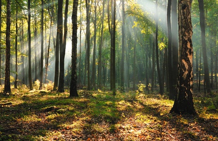 Morning in forest. Central Poland.